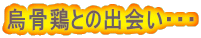 烏骨鶏との出会い・・・ 